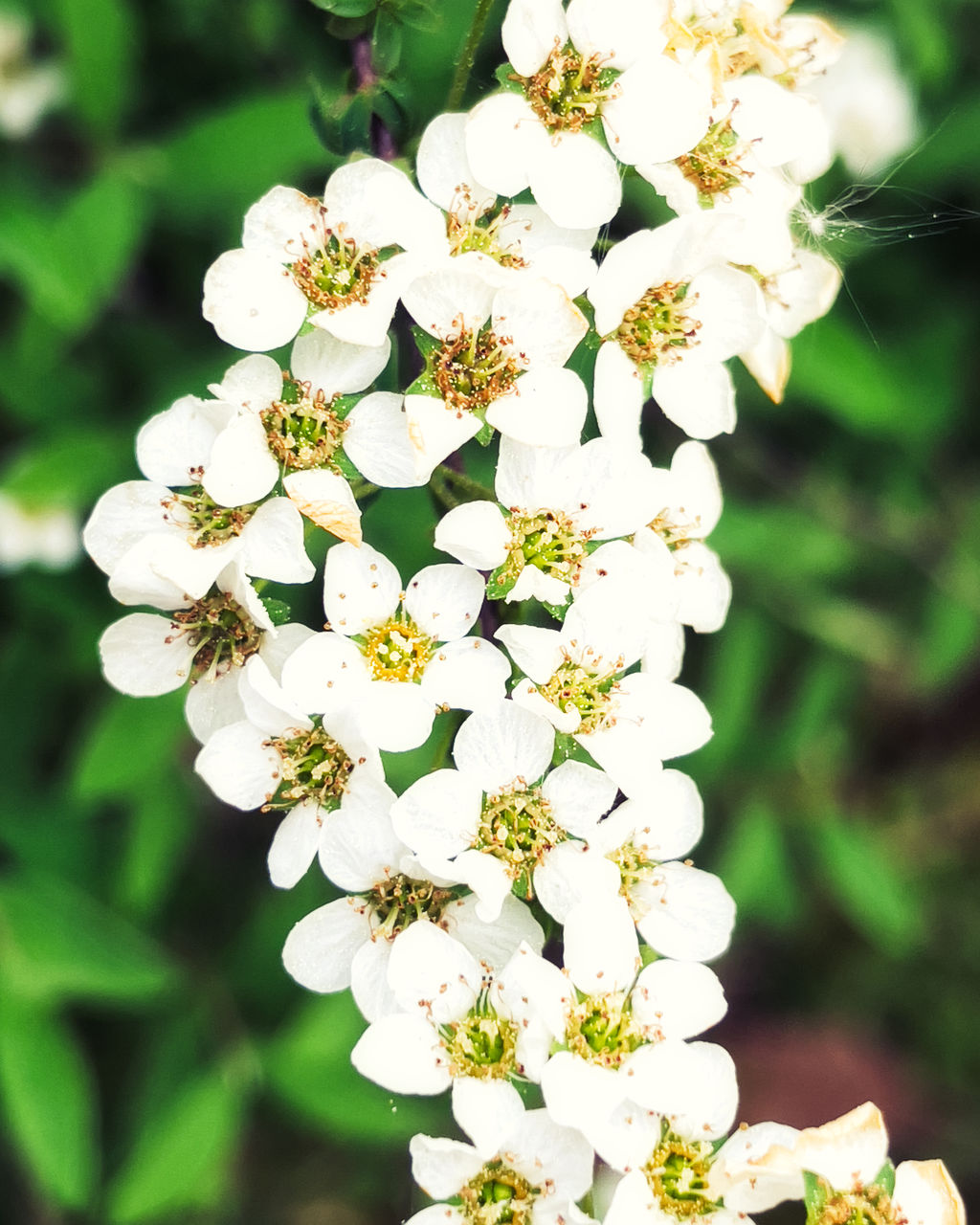 plant, flower, flowering plant, beauty in nature, freshness, fragility, white, growth, nature, close-up, flower head, blossom, springtime, inflorescence, focus on foreground, petal, no people, produce, tree, wildflower, outdoors, yarrow, day, botany, food