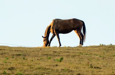 Horse grazing in a field