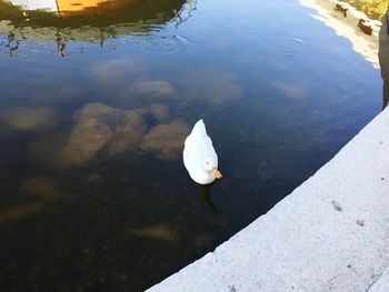 High angle view of swan floating on water