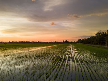 Scenic view of agricultural field against sky during sunset