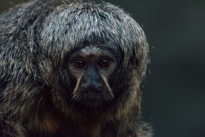 Close-up portrait of monkey