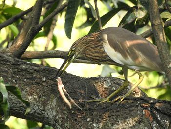 Close-up of bird perching on tree