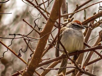 Low angle view of bird perching on tree