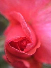 Close-up of pink rose blooming outdoors