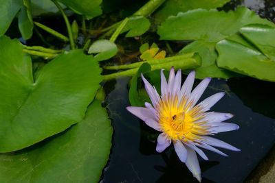 Close-up of water lily blooming outdoors