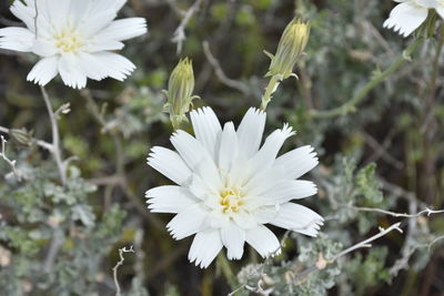 Close-up of white daisy flowers