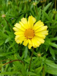 Close-up of yellow flower