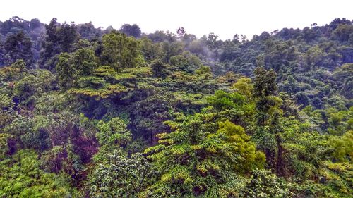 Low angle view of fresh green trees against sky