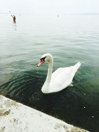 High angle view of white swan in lake