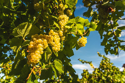 Low angle view of fruits growing on tree