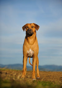 Dog standing on field against sky