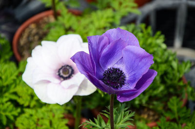 Close-up of purple flower blooming outdoors
