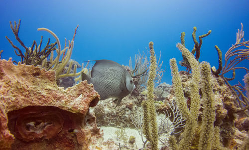 Close-up of fish swimming in sea