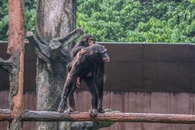 Monkey sitting on a tree