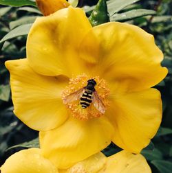 Close-up of bee on yellow flower