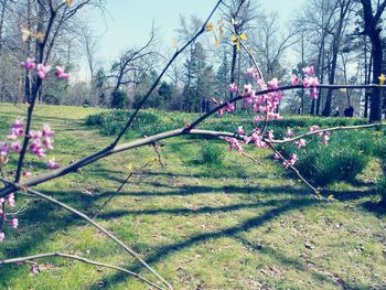 Pink flowers in field