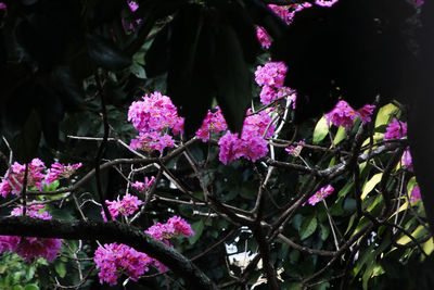 Close-up of pink flowers blooming outdoors