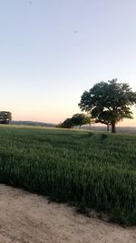 Scenic view of agricultural field against clear sky