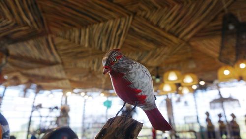 Low angle view of bird perching on roof