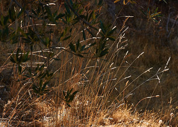 Full frame shot of dry grass on field