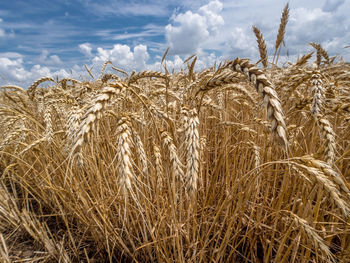 Close-up of cereal plants growing on field against sky