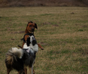 Dog in a field