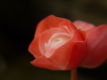Close-up of rose