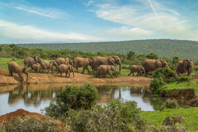 Elephants drinking water