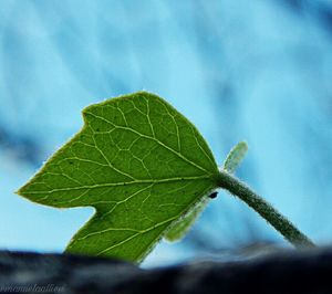 Close-up of leaf against sky