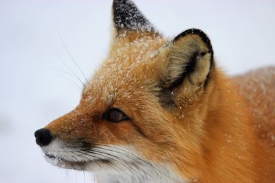 Close-up of fox on white background