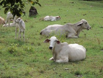 Cows on grassy field