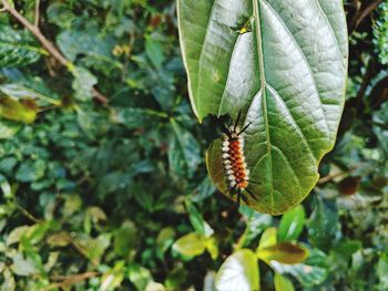 Close-up of insect on plant