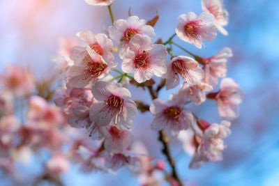 Close-up of cherry blossom