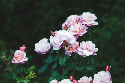 Elegant pink roses in the garden - distant drums rose flowers against dark green leaves