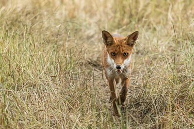 Red fox, vulpes vulpes. orange fur coat animal. fox in nature. wildlife scene. habitat europe, asia