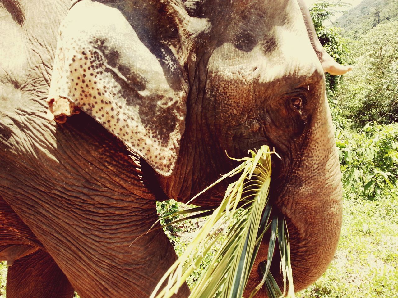 animal themes, close-up, one animal, field, part of, high angle view, day, outdoors, animal body part, no people, nature, animals in the wild, wildlife, animal head, sunlight, mammal, brown, grass, elephant, focus on foreground