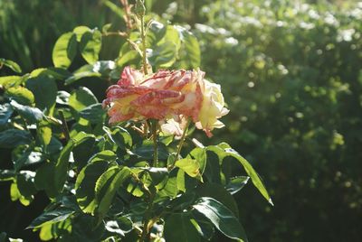 Close-up of flowers and leaves