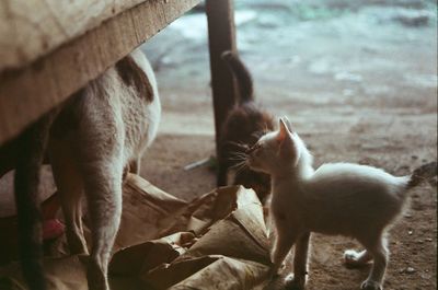 Stray cat and kittens below wood