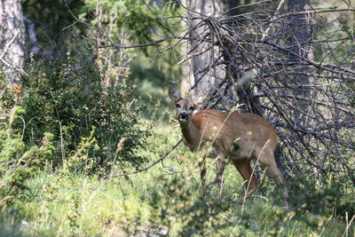 Deer in a forest