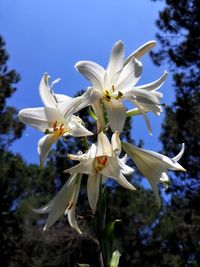 Close-up of white flowering plant