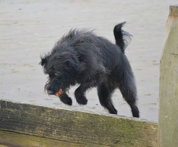 Close-up of black dog