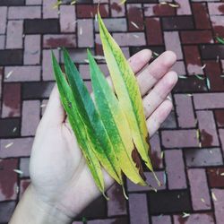 Cropped view of hands holding leaves