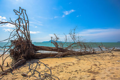 Driftwood on beach against blue sky