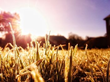 Close-up of plants growing on field against sky during sunset