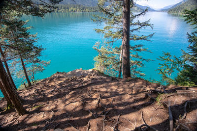 High angle view of trees by lake in forest