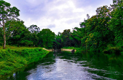 Scenic view of river amidst trees in forest against sky