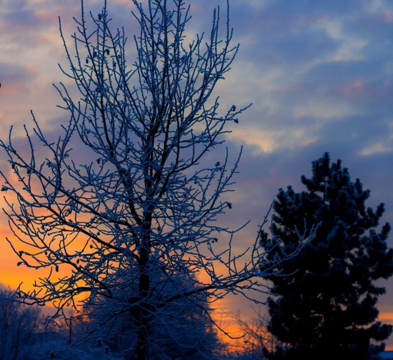 bare tree, branch, sky, tree, sunset, cloud - sky, tranquility, beauty in nature, low angle view, nature, scenics, tranquil scene, silhouette, orange color, season, cloudy, cloud, outdoors, growth, no people