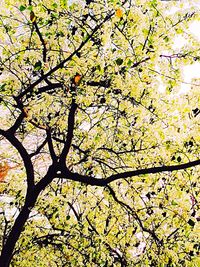 Low angle view of trees against the sky