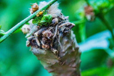 Close-up of wilted tree trunk