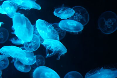 Close-up of jellyfish against black background